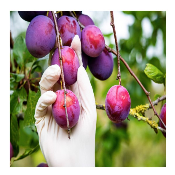 Aurelia Vibrant Latex Gloves